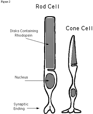 rods and cones